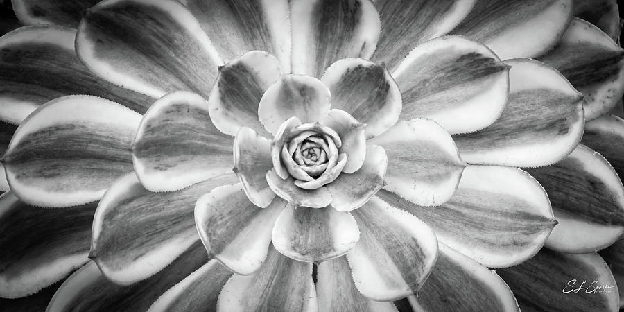 Aeonium Sunburst Black And White Photograph by Steven Sparks