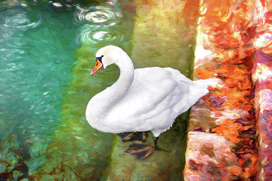 Paddling Swan Photograph