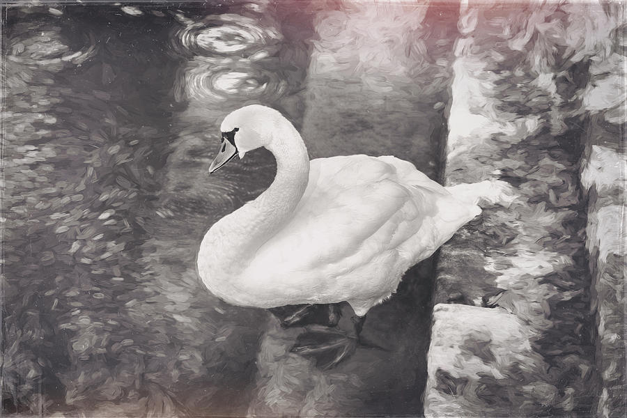 Paddling Swan Vintage  Photograph by Carol Japp