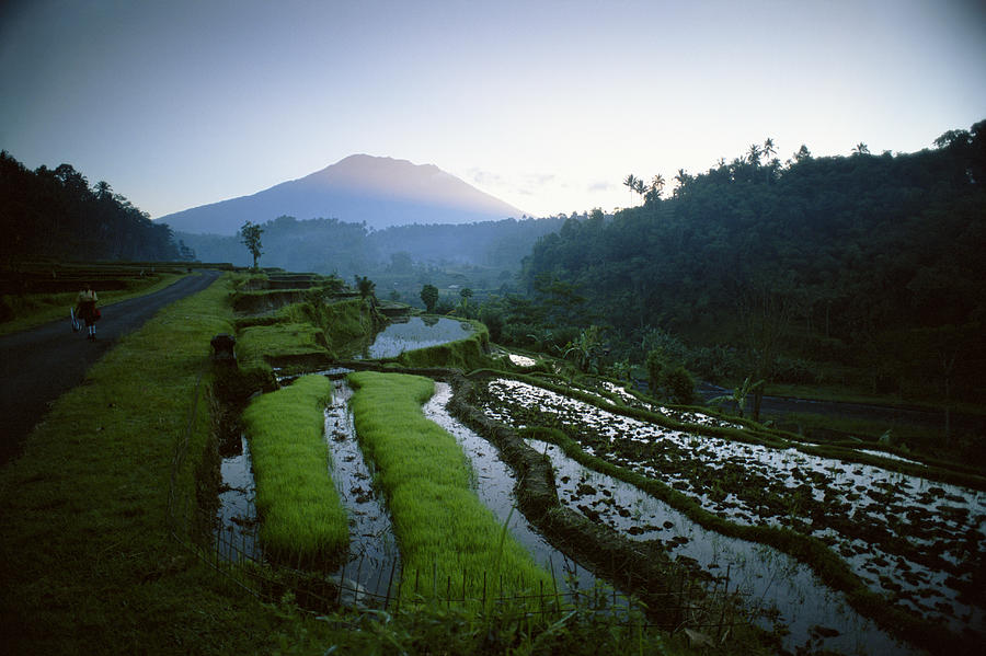 Paddy Fields in Gunung Anung, Bali, Indonesia Photograph by Michael Freeman