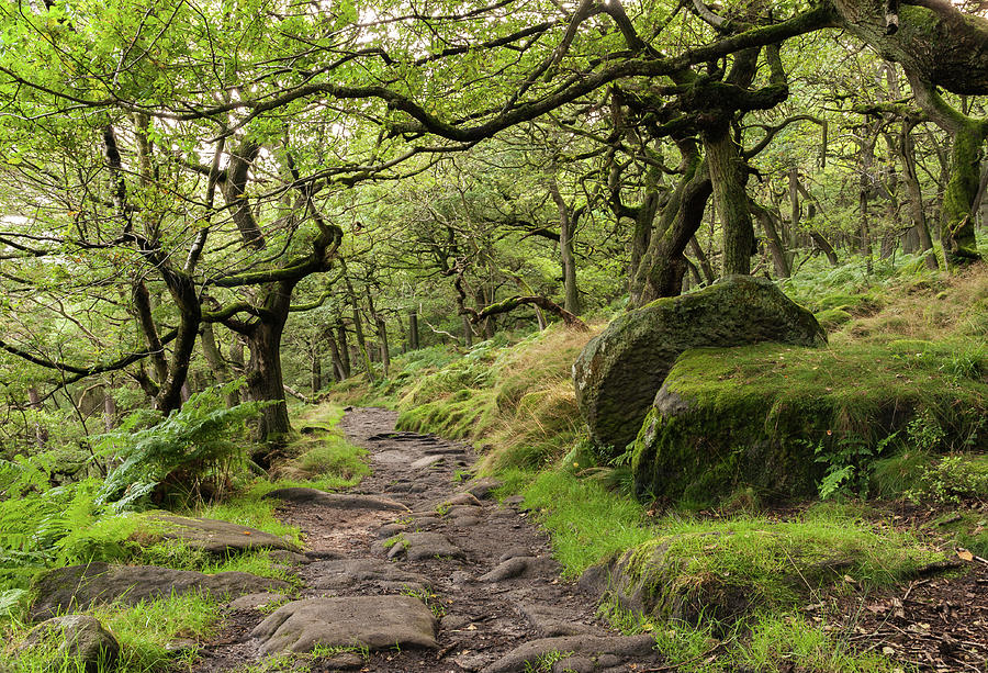 Padley Woods, Peak District, England, UK Photograph by Sarah Howard
