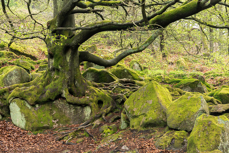 Padley Woods, The Peak District, England Photograph by Sarah Howard