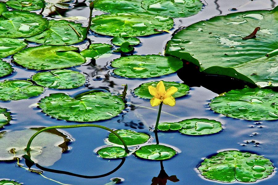 Pads and a Flower Photograph by Frozen in Time Fine Art Photography ...