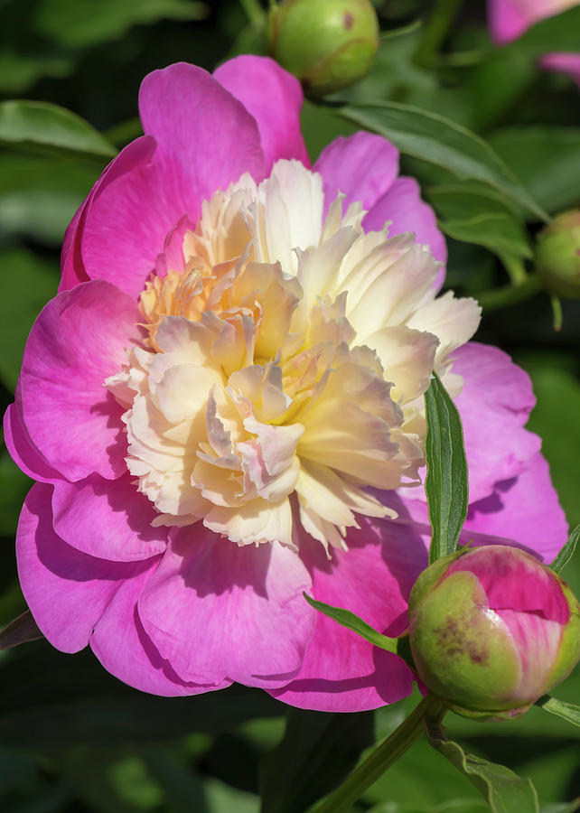 Paeonia Bowl of Beauty Photograph by Dawn Cavalieri