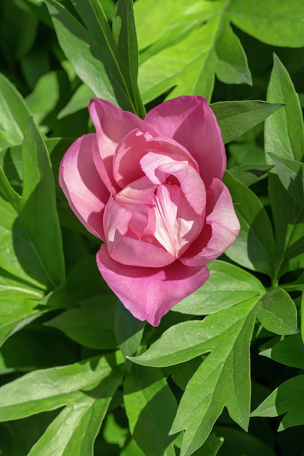 Paeonia Pink Double Dandy Photograph by Dawn Cavalieri