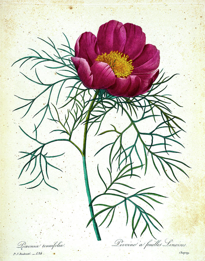 Paeonia tenuifolia illustration 1827 r1 Drawing by Botany