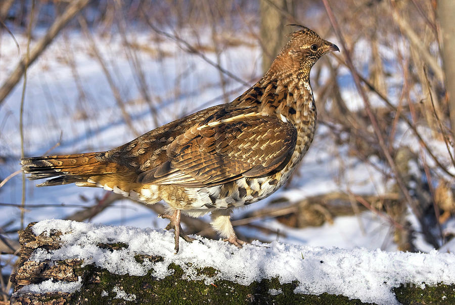 Page 223 Chapter 24 Grouse Tracks Photograph by Timothy Flanigan - Fine ...