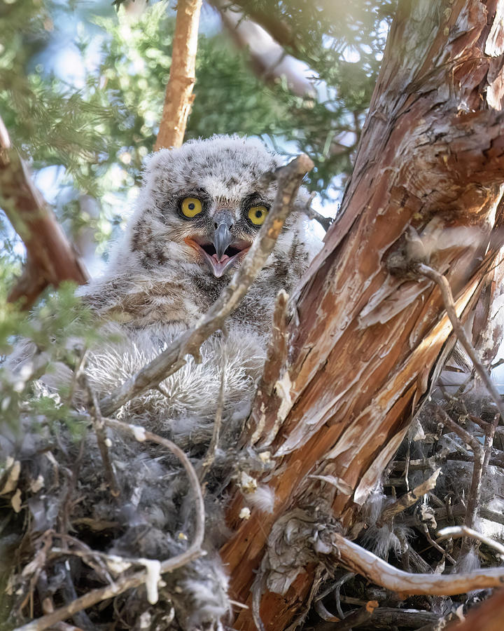 Page Springs Great Horned Owlet with Cute Expression Photograph by Belinda Greb