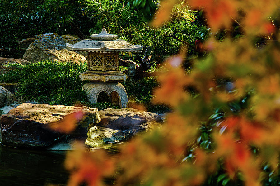 Pagoda Maple Photograph by Johnny Boyd