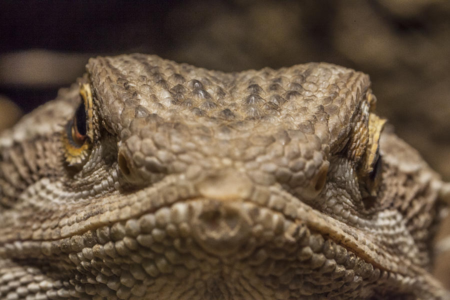 Pagona, bearded dragon Photograph by ©fitopardo