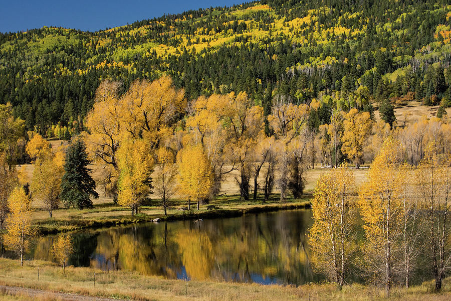 Pagosa Springs Fall Foliage Photograph by Mitch Knapton - Fine Art America