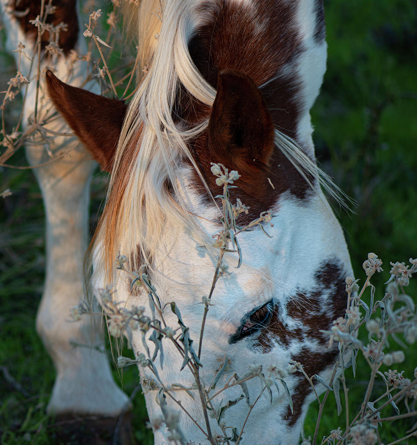 Horse Photograph - Paint Horse Grazing In The Evening by Phil And Karen Rispin