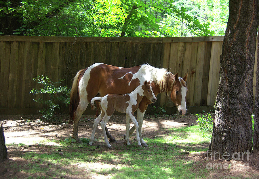 Paint Mare And Foal Photograph