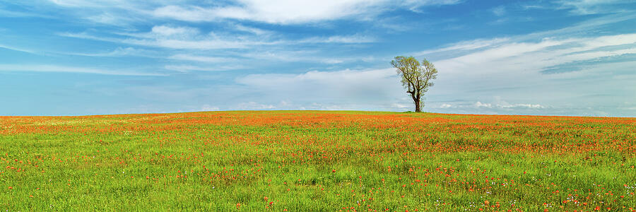 Paintbrush And A Lone Tree Panorama Photograph by James Eddy Paintbrush And A Lone Tree Panorama Photograph by James Eddy