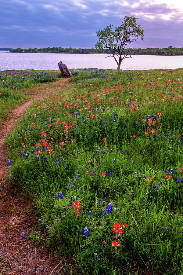 Paintbrush And Bluebonnets On A Cloudy Day In Ennis Photograph by James Eddy