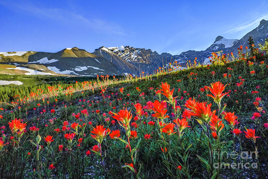 Paintbrush flowers, Banff National Park, Alberta, Canada Photograph by Michael Wheatley