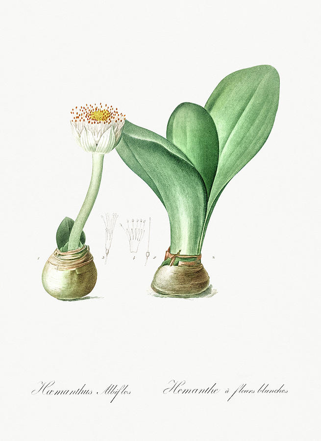 Paintbrush illustration from Les liliacees 1805 by Pierre Joseph Redoute 1759 1840 Painting by Artistic Rifki