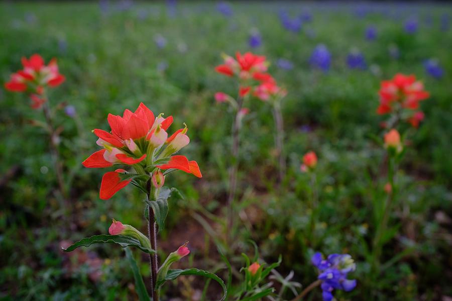 Paintbrushes and Bluebonnets  Photograph by Buck Buchanan