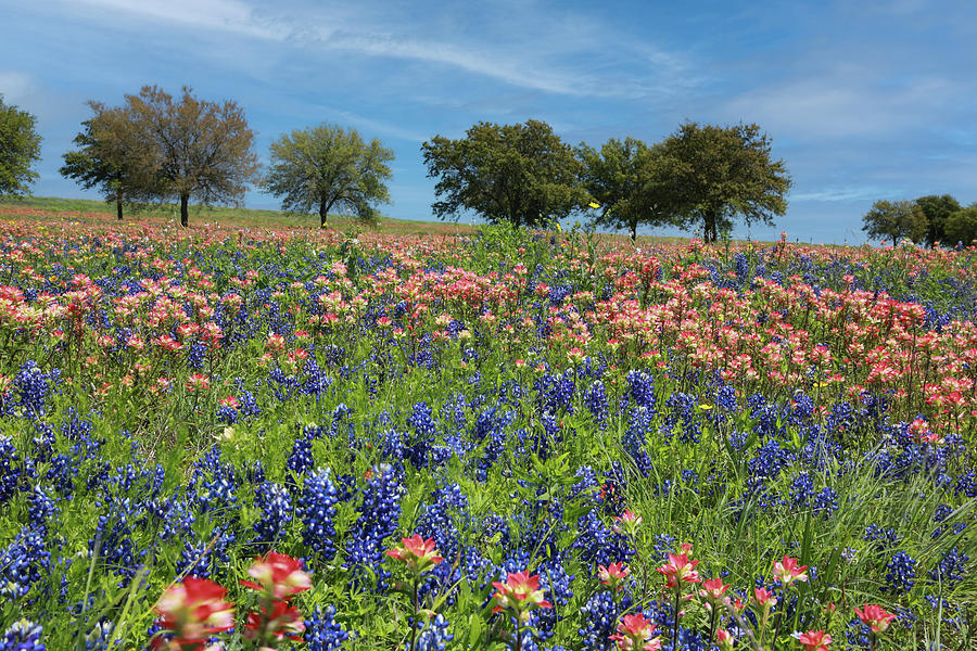 Paintbrushes and Bluebonnets Photograph by Steve Templeton