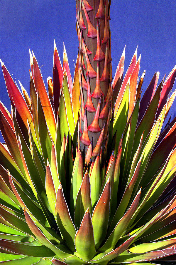 Tucson Photograph - Painted Agave by Douglas Taylor