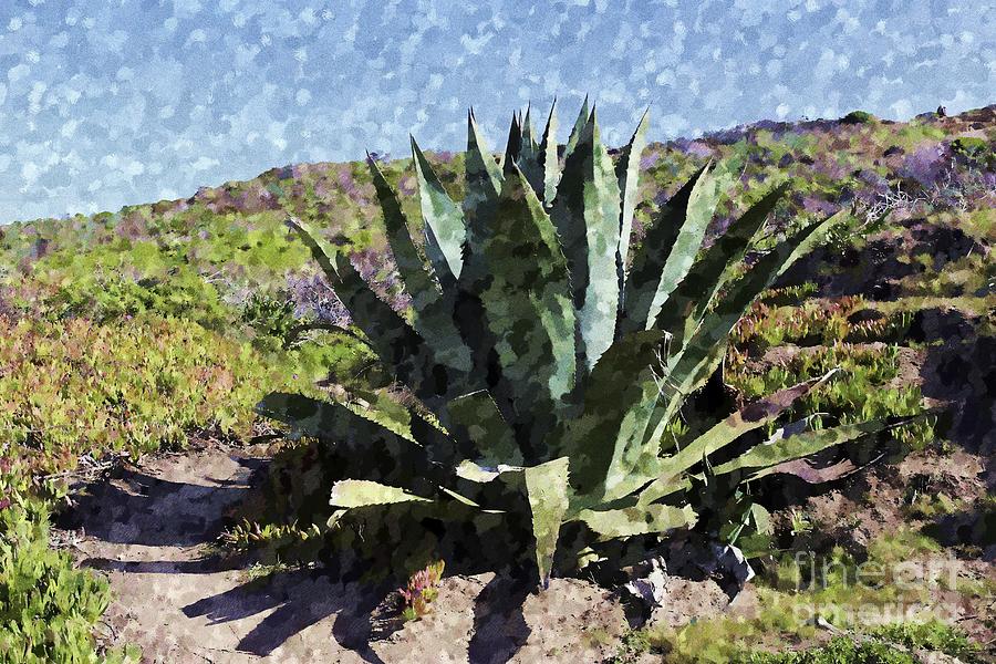 Painted Agave Photograph
