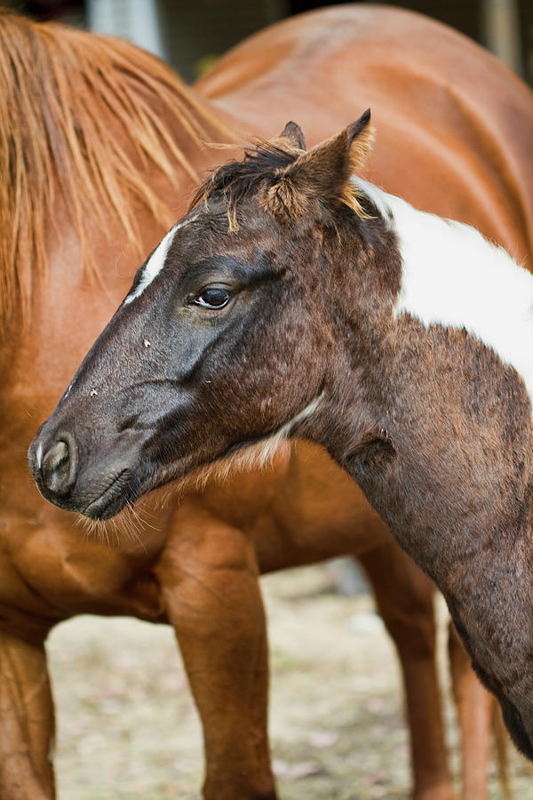 Painted Baby Pony Photograph by Kathy Clark