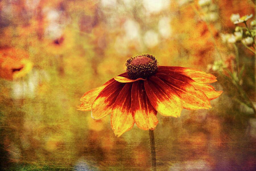 Painted Beauty Photograph by Dodie Ross Painted Beauty Photograph by Dodie Ross
