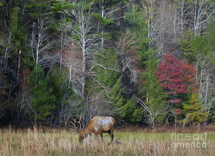 Painted Bull Elk Photograph