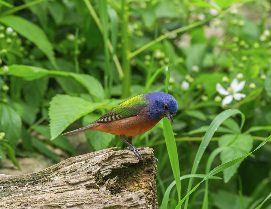 Painted Bunting - 4665 Photograph by Jerry Owens