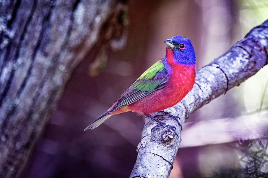 Painted Bunting along the Tideland Trail - Eastern North Carolina Photograph by Bob Decker