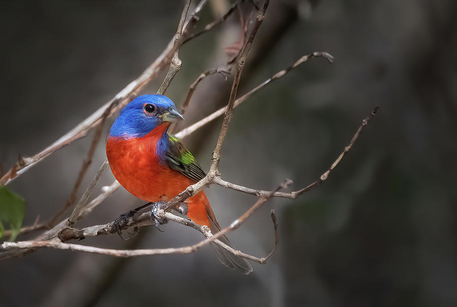 Painted Bunting Photograph by Angie Mossburg