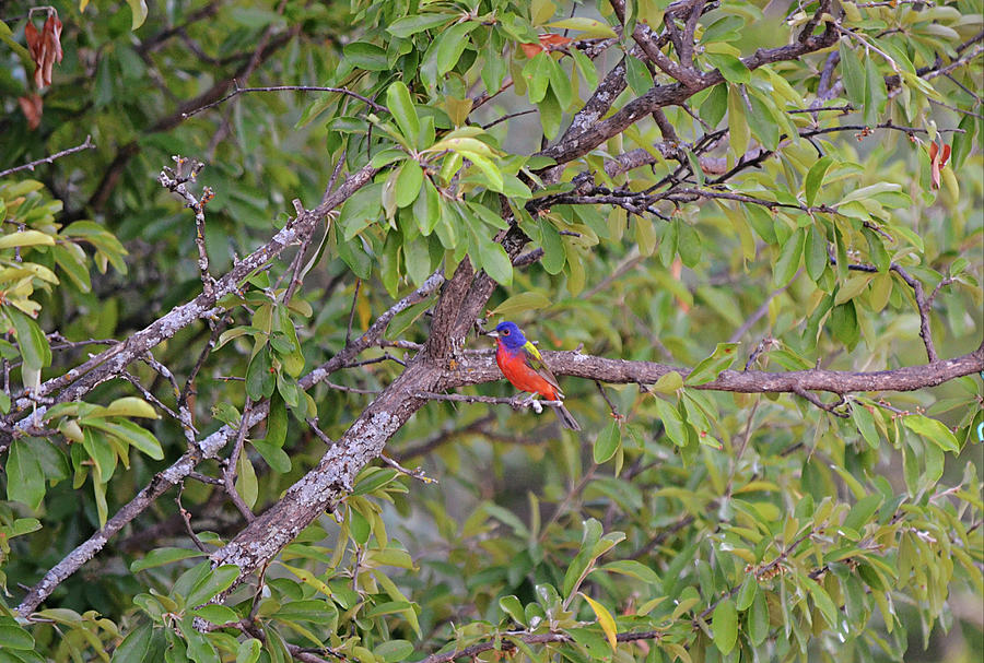 Painted Bunting Bird in Texas Photograph by Gaby Ethington