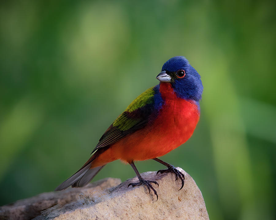 Painted Bunting Photograph by Cheri Freeman