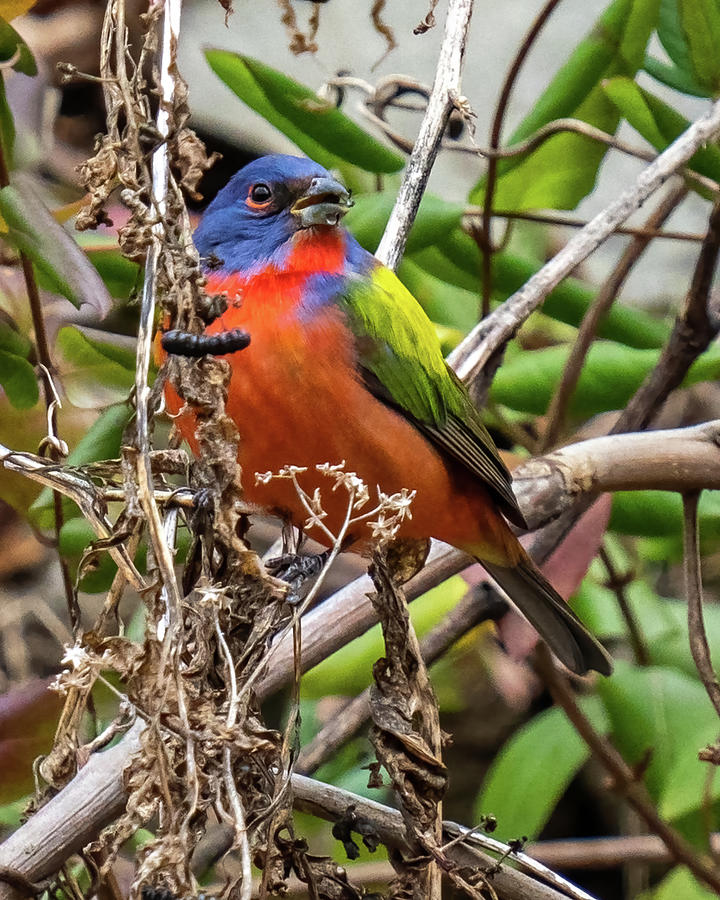 Painted Bunting eating seeds Photograph by William Krumpelman Fine