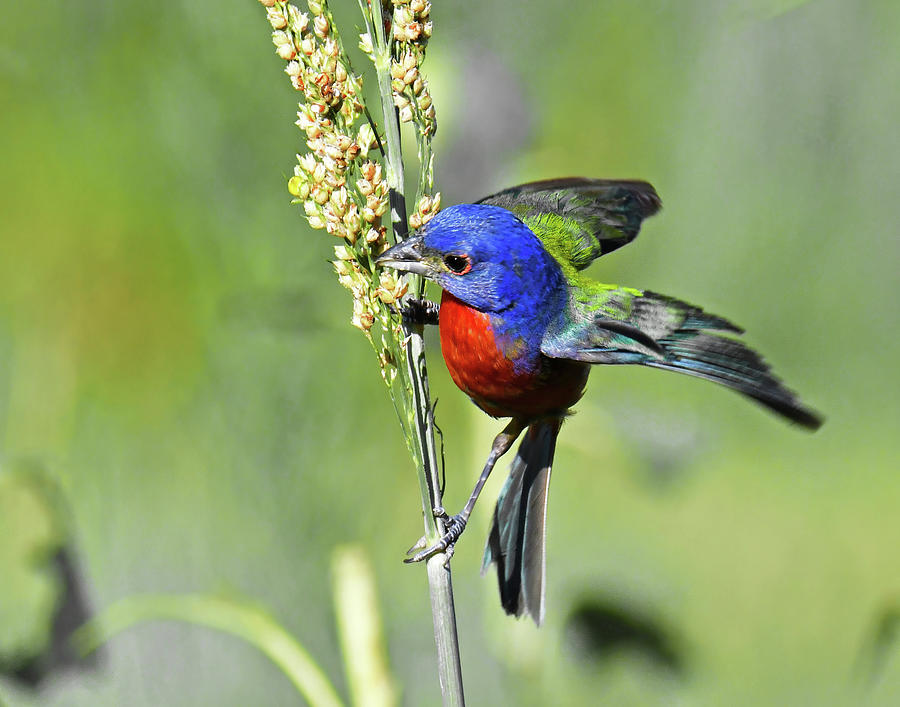 Painted Bunting Feeding Photograph by Stuart Harrison