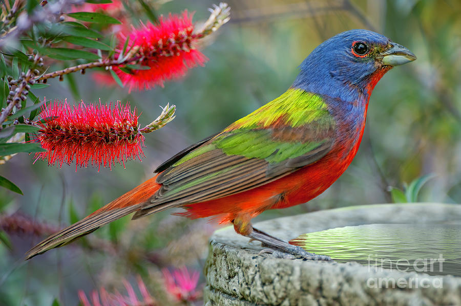 Painted Bunting in Louisiana Garden Photograph by Bonnie Barry