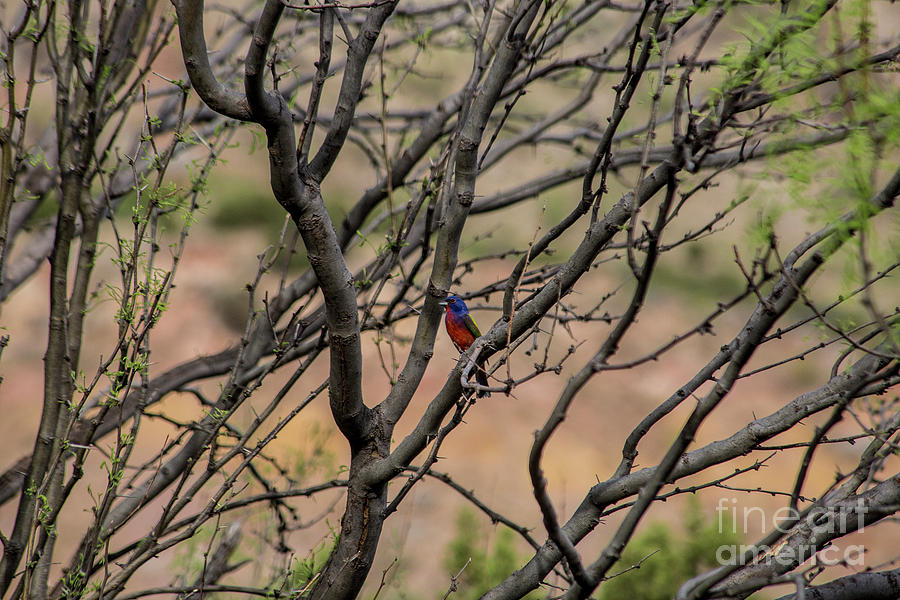 Painted Bunting in Tree Photograph by Kathy McClure