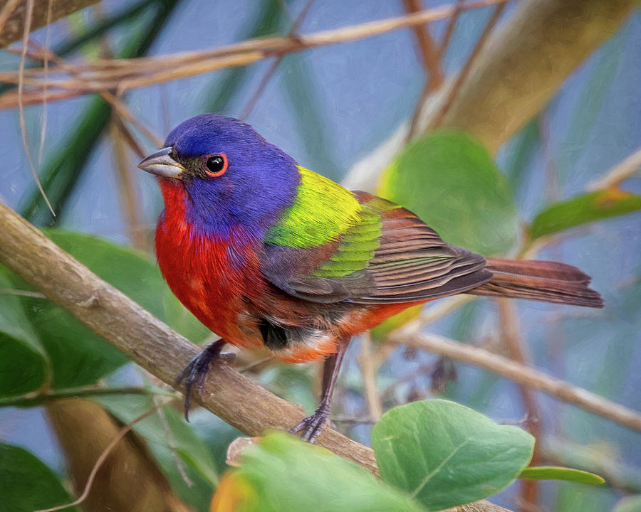 Painted Bunting Photograph by Jaki Miller