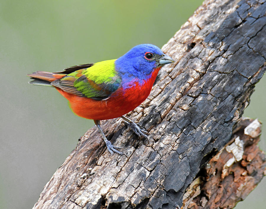 Painted Bunting nbr. 9 Photograph by Stuart Harrison