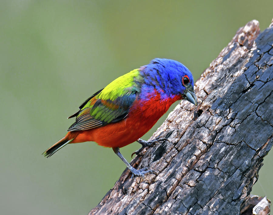Painted Bunting nbr10 Photograph by Stuart Harrison