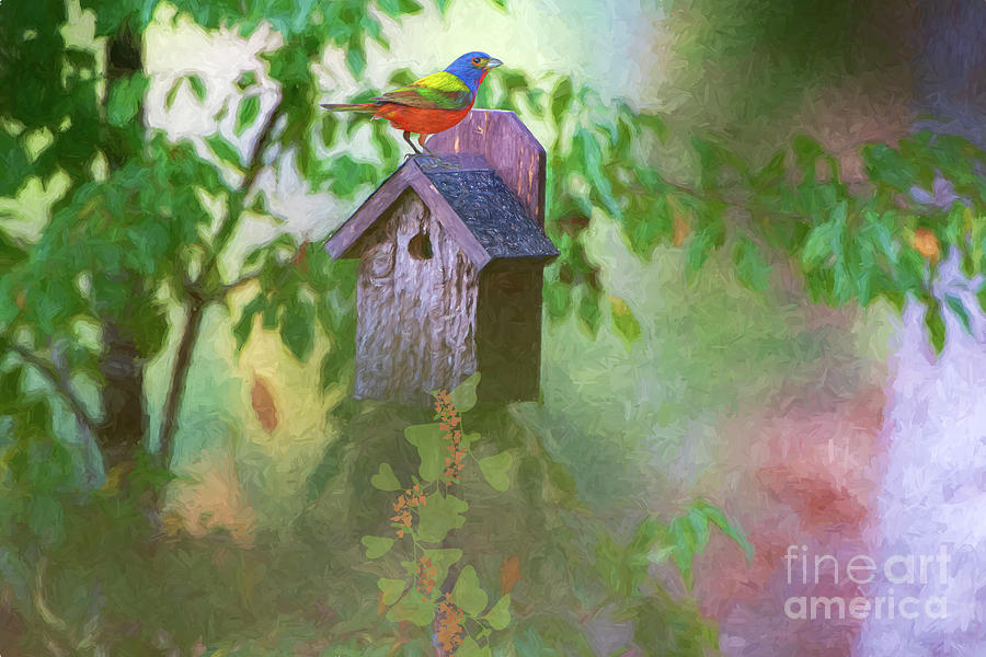 Painted Bunting on Bird House Photograph by Bonnie Barry