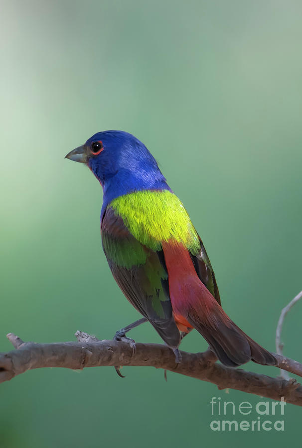 Painted Bunting Photograph by Patrick Nowotny