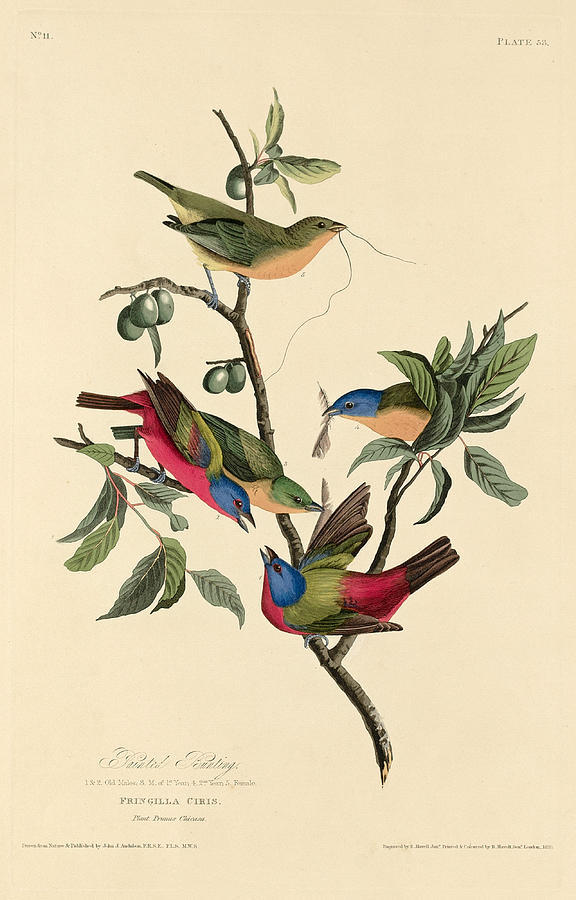 Painted Bunting Drawing by Robert Havell