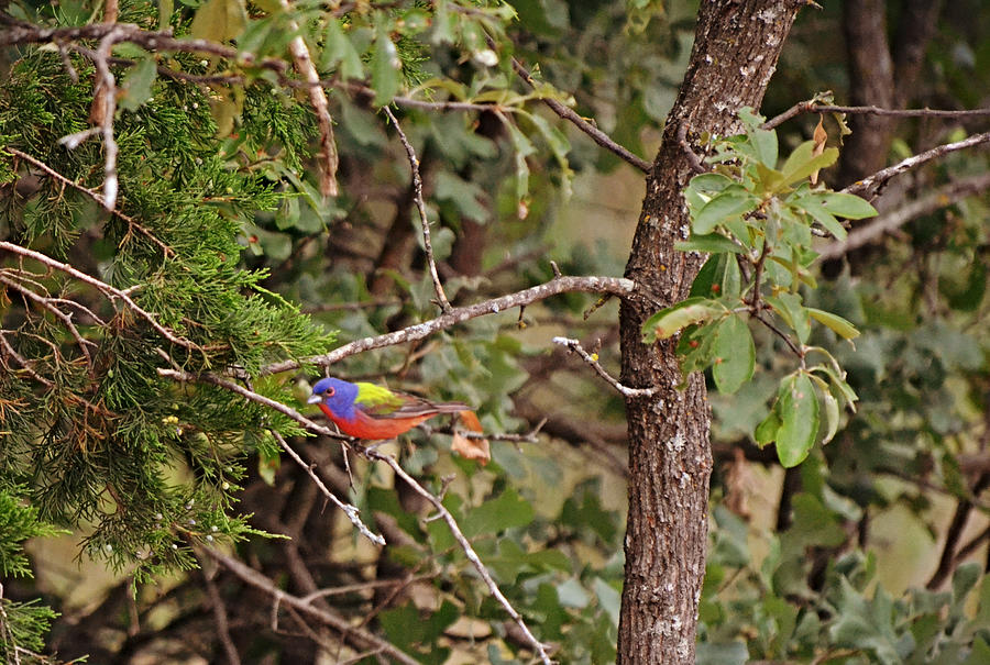 Painted Bunting Songbird in Tree Photograph by Gaby Ethington Fine