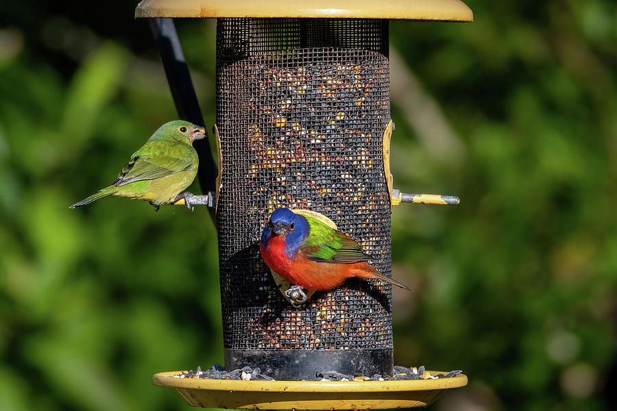 Painted Buntings at Feeder Photograph by Bradford Martin