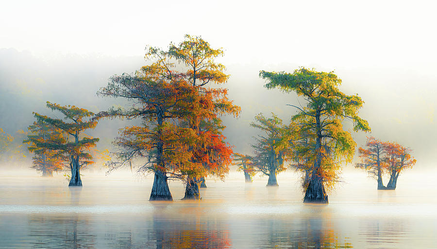 Painted Caddo Morning Photograph by David Downs