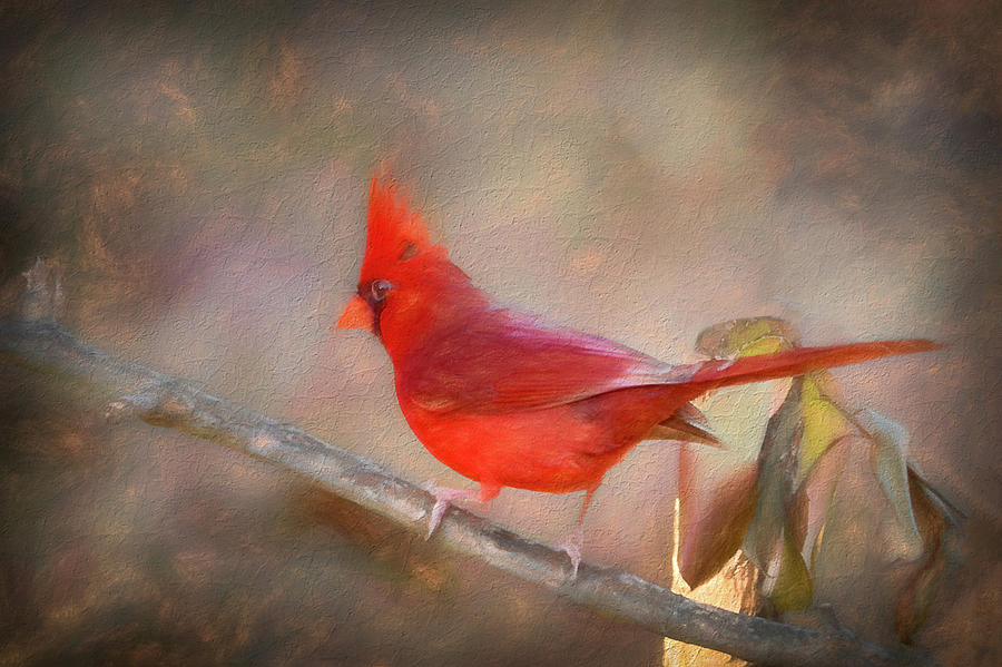 Painted Cardinal Digital Art by John Kirkland
