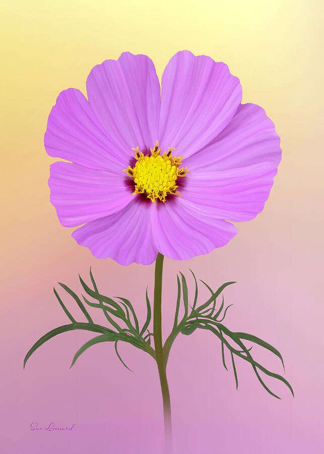 Painted Cosmos Photograph by Sue Leonard