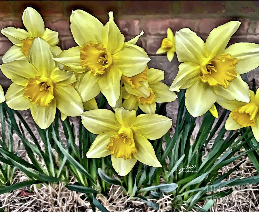 Painted Daffodils 2   Digital Art by CAC Graphics