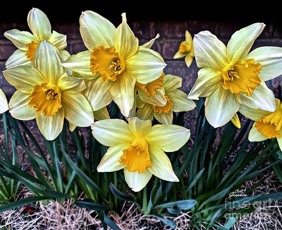 Painted Daffodils  Digital Art by CAC Graphics